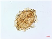 狹基巢蕨藏品圖，第4張