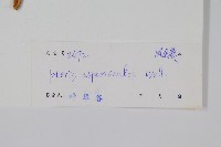 紫軸鳳尾蕨藏品圖，第2張