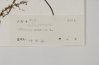 鞭葉鐵線蕨藏品圖，第2張