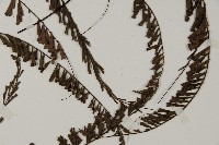 鞭葉鐵線蕨藏品圖，第3張