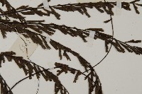 鞭葉鐵線蕨藏品圖，第4張