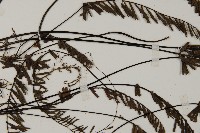 鞭葉鐵線蕨藏品圖，第5張