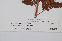 落鱗鱗毛蕨藏品圖，第2張
