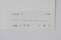 日本金粉蕨藏品圖，第2張
