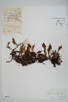 有柄石韋藏品圖，第1張