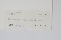 有柄石韋藏品圖，第2張