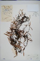 石蕨藏品圖，第1張