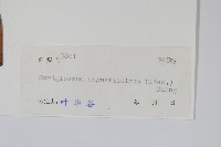 石蕨藏品圖，第2張