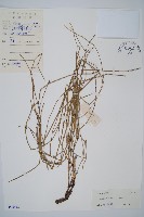 芼管草藏品圖，第1張