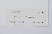 芼管草藏品圖，第2張