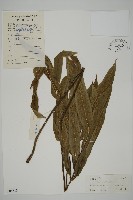 日本鳳丫蕨藏品圖，第1張