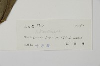 日本鳳丫蕨藏品圖，第2張