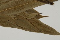 日本鳳丫蕨藏品圖，第3張