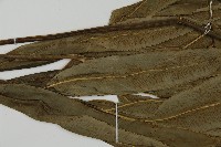 日本鳳丫蕨藏品圖，第4張