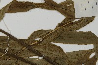 日本鳳丫蕨藏品圖，第5張