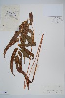 披針新月蕨藏品圖，第1張