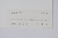 披針新月蕨藏品圖，第2張