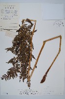 脆葉軸果蕨藏品圖，第1張