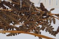 脆葉軸果蕨藏品圖，第3張