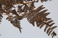 脆葉軸果蕨藏品圖，第4張