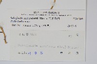 異葉卷柏藏品圖，第2張