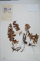 登錄號:P004820藏品圖，第1張