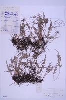 長生鐵角蕨藏品圖，第1張