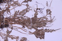 長生鐵角蕨藏品圖，第3張