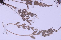 長生鐵角蕨藏品圖，第4張