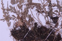 長生鐵角蕨藏品圖，第5張