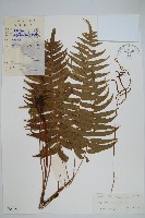 嶺南瘤足蕨藏品圖，第1張