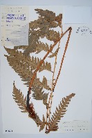 生芽狗脊蕨、頂芽狗脊蕨藏品圖，第1張