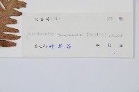 生芽狗脊蕨、頂芽狗脊蕨藏品圖，第2張