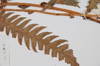 生芽狗脊蕨、頂芽狗脊蕨藏品圖，第3張