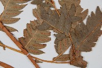 生芽狗脊蕨、頂芽狗脊蕨藏品圖，第4張