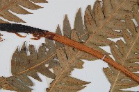 生芽狗脊蕨、頂芽狗脊蕨藏品圖，第5張