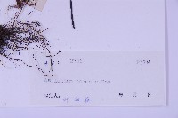 生芽鐵角蕨藏品圖，第2張