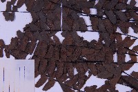 生芽鐵角蕨藏品圖，第4張