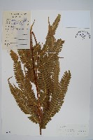 中華鳳尾蕨藏品圖，第1張