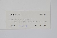 中華鳳尾蕨藏品圖，第2張