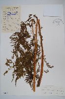 普通針毛蕨藏品圖，第1張