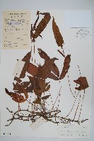 三羽新月蕨藏品圖，第1張