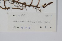 三羽新月蕨藏品圖，第2張