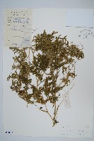 全緣卷柏藏品圖，第1張