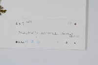 全緣卷柏藏品圖，第2張