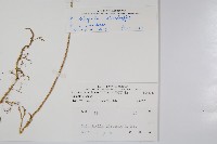 異葉卷柏藏品圖，第2張