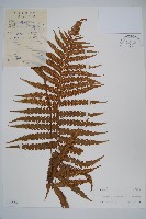 密毛毛蕨藏品圖，第1張