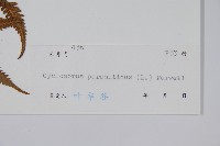 密毛毛蕨藏品圖，第2張