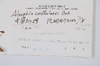 中華桫欏藏品圖，第2張