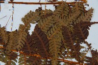 中華桫欏藏品圖，第3張